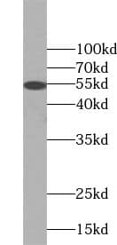 UPF3A Antibody - BSA Free