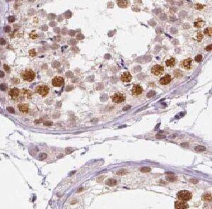 UPF3A Antibody - BSA Free