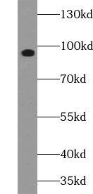 UNC45B Antibody - BSA Free
