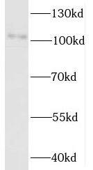 UNC45A Antibody - BSA Free