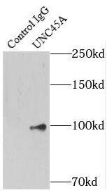 UNC45A Antibody - BSA Free