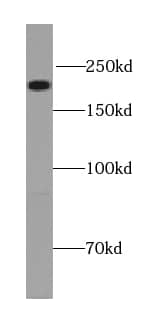 UNC13A/Munc13-1 Antibody - BSA Free