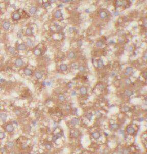 UGT2B7 Antibody - BSA Free