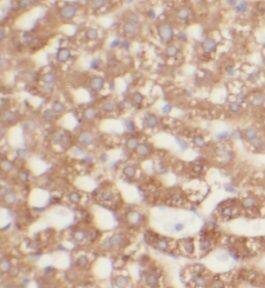 UGT2B4 Antibody - BSA Free