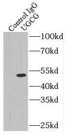 UGCG Antibody - BSA Free