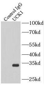 UCK Antibody - BSA Free