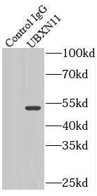 UBXD5 Antibody - BSA Free