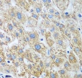 UBE2U Antibody - BSA Free