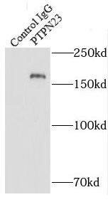PTPN23 Antibody - BSA Free