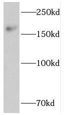 PTPN23 Antibody - BSA Free