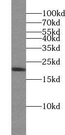 UBE2G1 Antibody - BSA Free