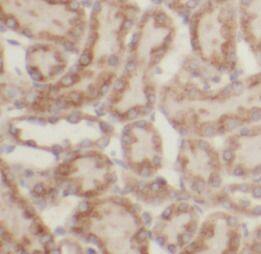 UBA52 Antibody - BSA Free
