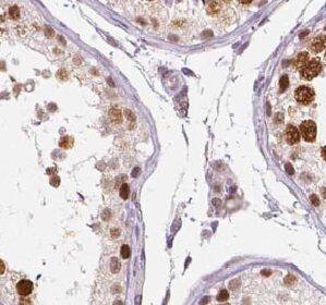 TRXR3 Antibody - BSA Free