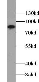 TRXR3 Antibody - BSA Free