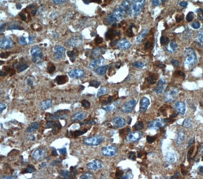 TXNDC16 Antibody - BSA Free