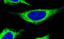 TXNDC16 Antibody - BSA Free