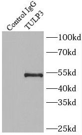 TULP3 Antibody - BSA Free
