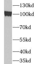 TUBGCP3 Antibody - BSA Free