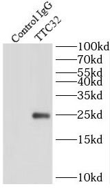 TTC32 Antibody - BSA Free