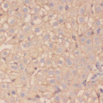 TSR2 Antibody - BSA Free