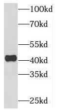 GPI8 Antibody - BSA Free