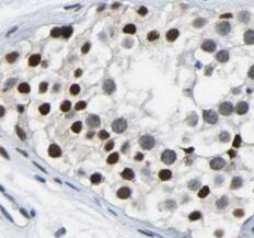 TSGA14 Antibody - BSA Free