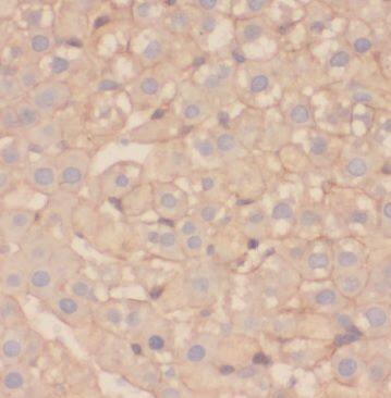 TRM11 Antibody - BSA Free