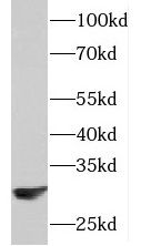 PAAF1 Antibody - BSA Free