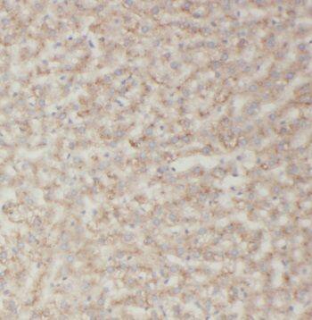 TRIM14 Antibody - BSA Free