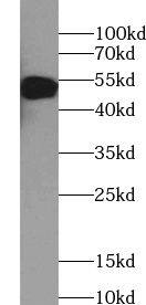 Trim11 Antibody - BSA Free