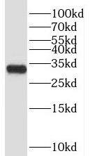 HSPC132 Antibody - BSA Free