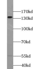 TRERF1 Antibody - BSA Free