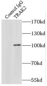 ALS2CR3 Antibody - BSA Free