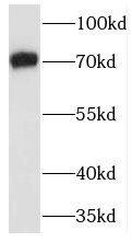 TRAF7 Antibody - BSA Free