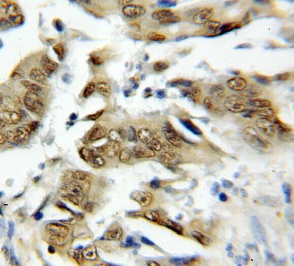 TRAF7 Antibody - BSA Free