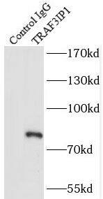 TRAF3IP1 Antibody - BSA Free