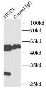 TPSD1 Antibody - BSA Free