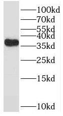 TPRX1 Antibody - BSA Free