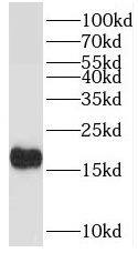 TPPP2 Antibody - BSA Free