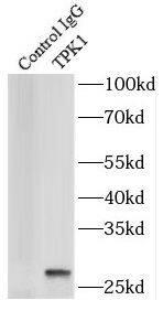 TPK1 Antibody - BSA Free