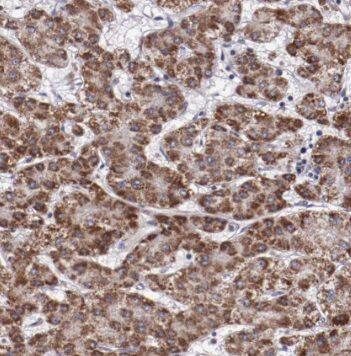 p53 DINP1 Antibody - BSA Free