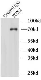 TOX2 Antibody - BSA Free
