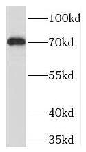 TOX2 Antibody - BSA Free