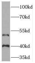 TOR3A Antibody - BSA Free