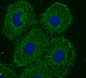 TOR1AIP2 Antibody - BSA Free