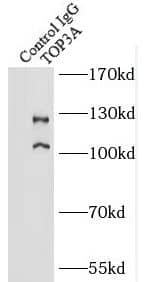 Topoisomerase III alpha Antibody - BSA Free