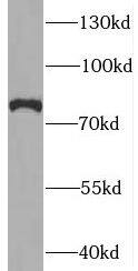 SYNPO2L Antibody - BSA Free
