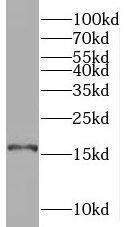 SYNJ2BP/ARIP2 Antibody - BSA Free