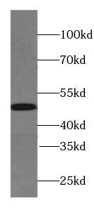 Synaptotagmin 4 Antibody - BSA Free