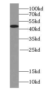 Synaptotagmin 13 Antibody - BSA Free